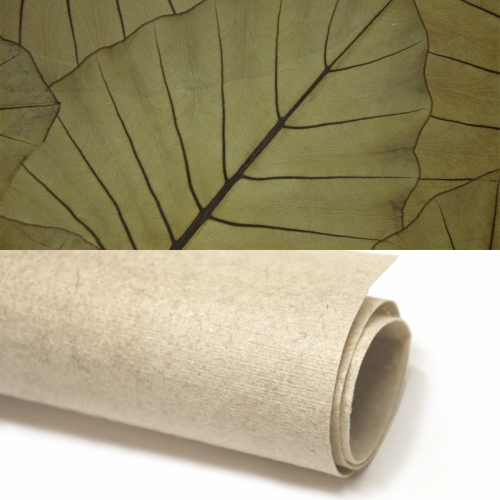 Oberfläche Jungle King